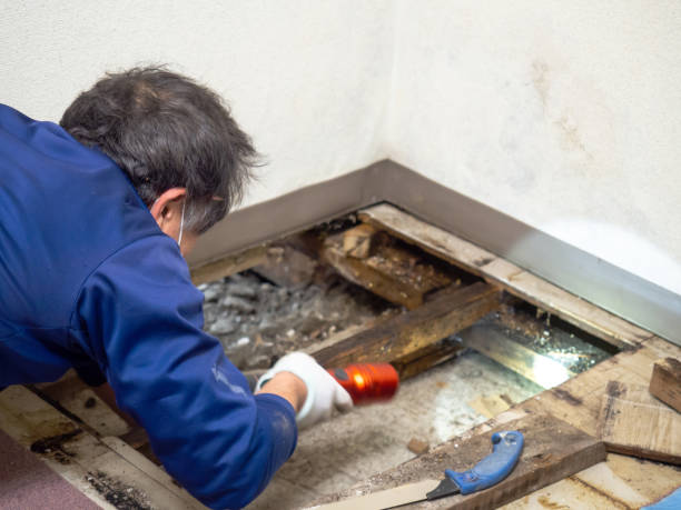 Best Certified Mold Removal  in Essex Village, CT