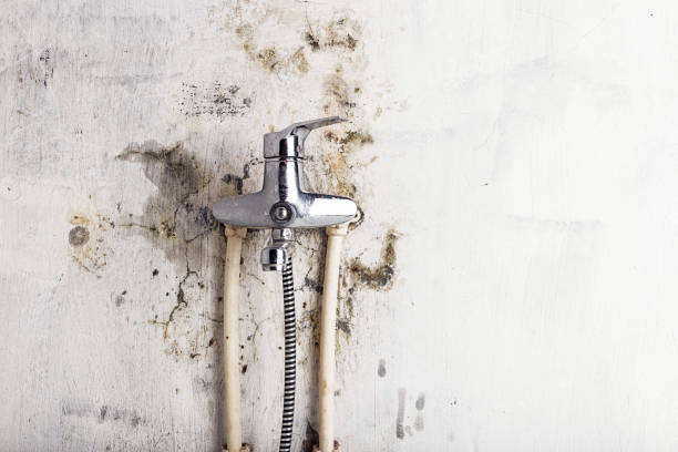 Best Office Mold Removal Services  in Essex Village, CT