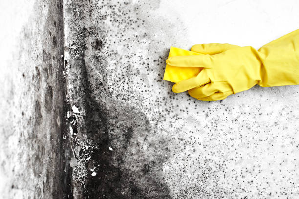 Best Fast Mold Removal  in Essex Village, CT