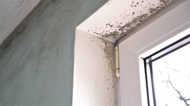 Best Emergency Mold Removal  in Essex Village, CT