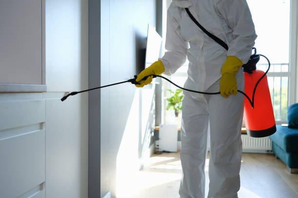 Best Home Mold Removal  in Essex Village, CT