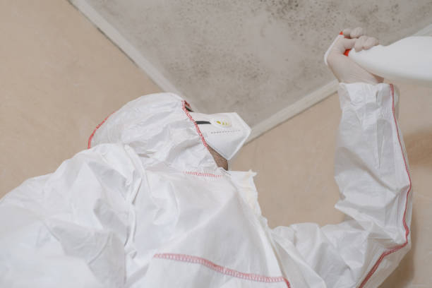 Best Mold Testing  in Essex Village, CT