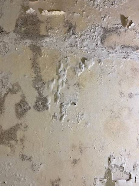 Best Toxic Mold Removal  in Essex Village, CT