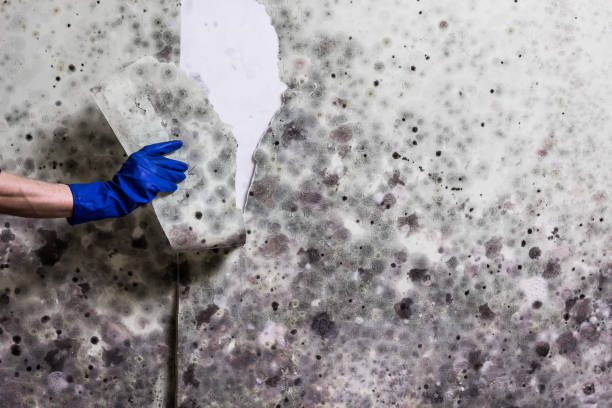 Best Mold Damage Repair  in Essex Village, CT