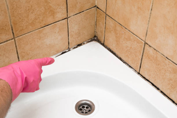 Best Black Mold Removal  in Essex Village, CT