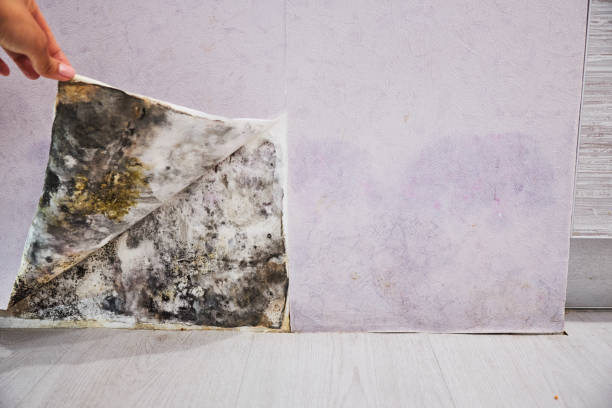 Best Best Mold Removal Companies  in Essex Village, CT